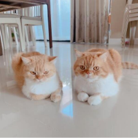 นักแปลWen Li