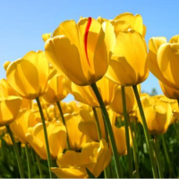 นักแปลtulips