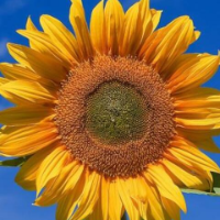นักแปลsunflower7195