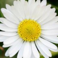 นักแปลDaisy93